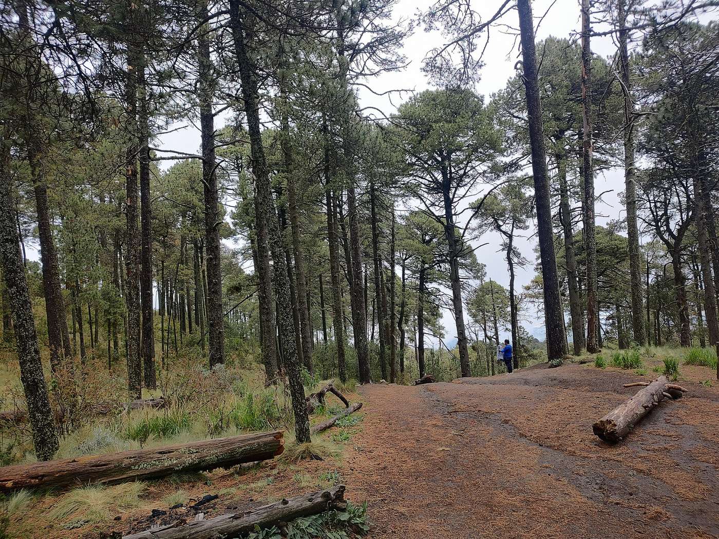 Bosque de pino en el Parque Nacional La Malinche