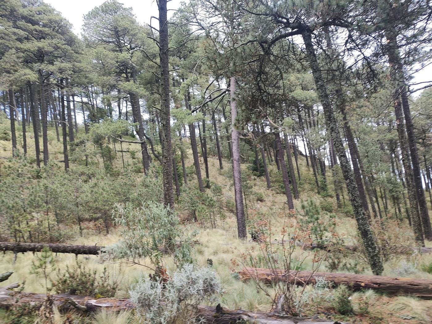 Sendero entre pinos en La Malinche